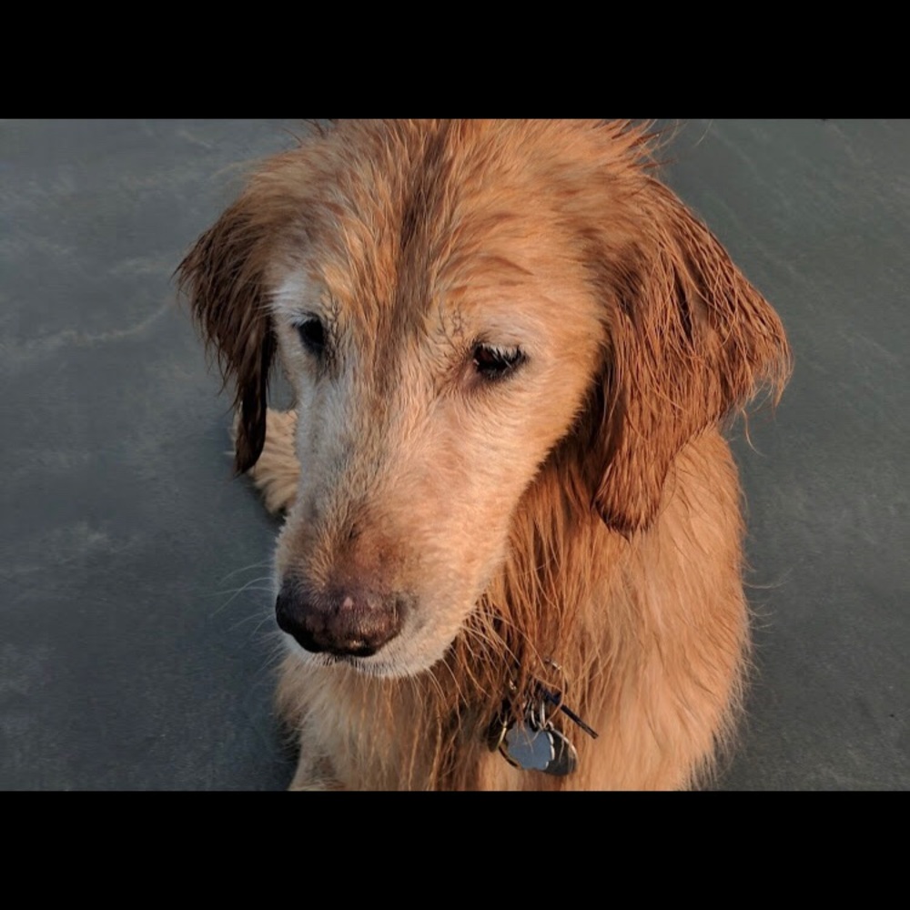 Meet your Posher, Remi